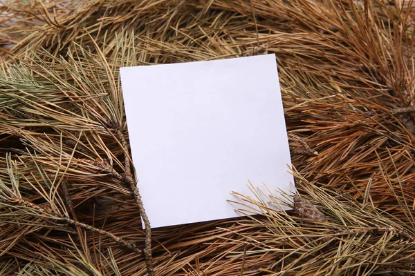 Moldura Branca Vazia Fundo Agulhas Pinheiro Seco Cartão Branco Fundo — Fotografia de Stock