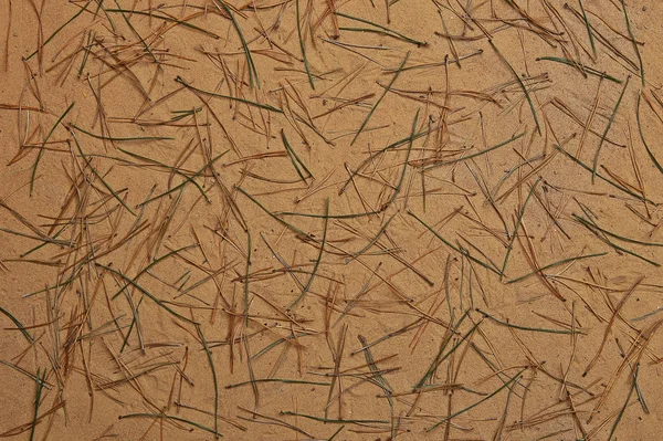 Abstract pine needles fall pattern on sand. Dried pine needles texture on sand as background.