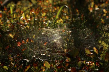 Orman çim bitkileri sonbaharda örümcek ağı ile. Arka plan günbatımı orman bitki örtüsü.