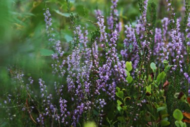 Heather, Calluna vulgaris, orman içinde büyüyen. Sonbaharda mor çiçeklerin arka plan.