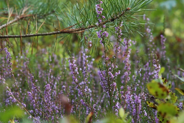 Calluna 生长在森林中 秋季紫色花的背景 — 图库照片