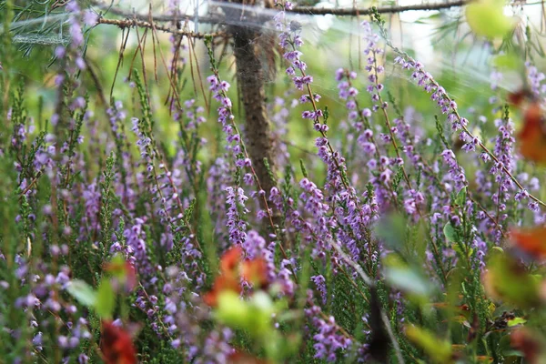 Bruyère Calluna Vulgaris Poussant Forêt Fond Fleurs Violettes Automne — Photo
