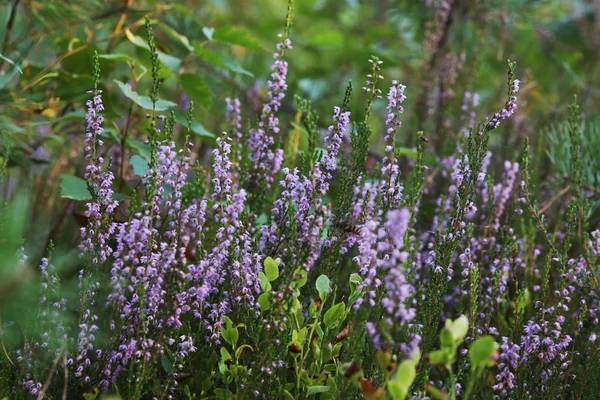 Heather Calluna Vulgaris Crescer Floresta Fundo Flores Roxas Outono — Fotografia de Stock