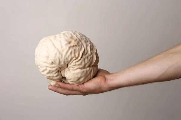 Mushroom Giant puffball as brain on man hand. Big edible mushroom Calvatia gigantea. Concept brain.