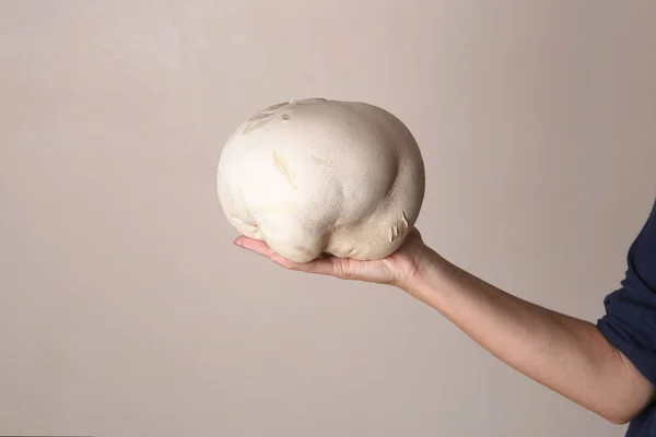 Mushroom Giant puffball on woman hand. Big edible mushroom Calvatia gigantea.