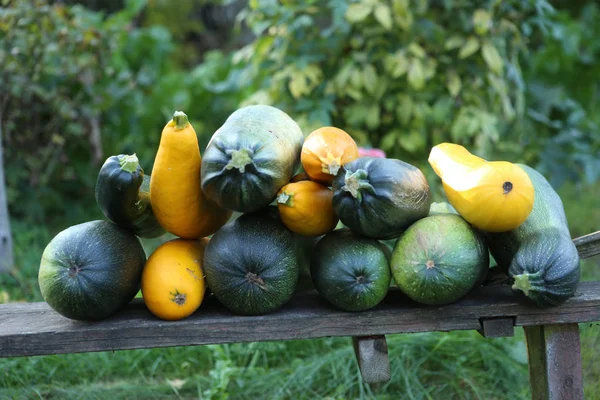 Fresh harvested ripe zucchini in garden. Harvest of home grown yellow and green courgette on bench in autumn.