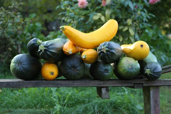 Fresh harvested ripe zucchini in garden. Harvest of home grown yellow and green courgette on bench in autumn.