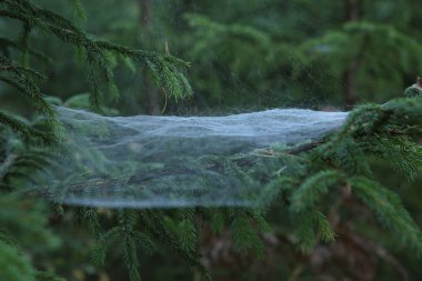 Köknar dalı örümcek ağı. Sabah erken ormanında örümcek ağı.