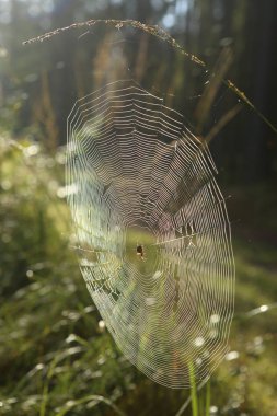 İle çapraz orman içinde bükülmüş çimenlerin üzerinde örümcek örümcek ağı. Araneus diadematus örümcek ağı üzerinde bent Sunrise.