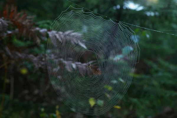 Pajęczyny Krzyż Pająk Lesie Araneus Diadematus Pajęczyna Gałęzi — Zdjęcie stockowe