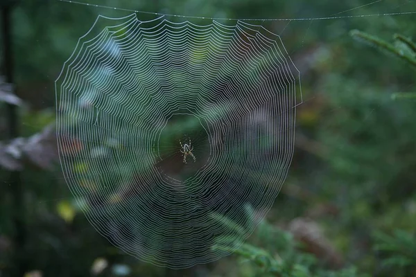 Pavučina Křížový Pavouk Lese Araneus Wikidruzích Pavučina Větvích — Stock fotografie