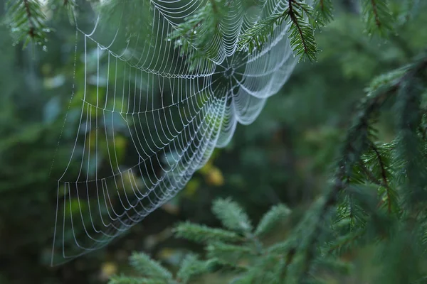 Cobweb Ramuri Brad Păianjen Web Pădure — Fotografie, imagine de stoc