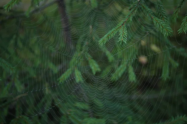 Cobweb Model Fundal Ramuri Brad Păianjen Web Pădure — Fotografie, imagine de stoc