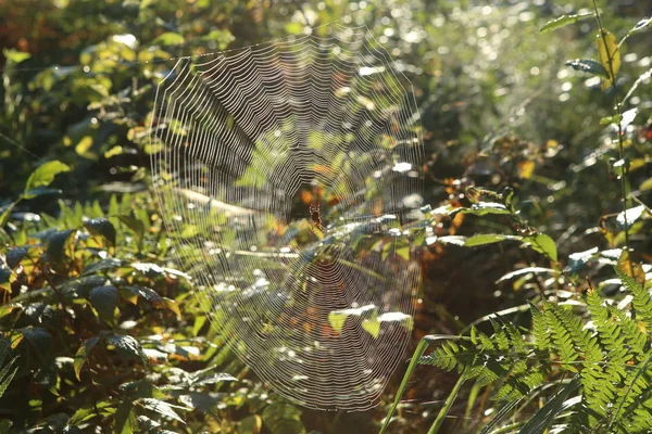 Cobweb with Cross spider on grass bent in forest. Araneus diadematus spider web on bent in sunrise.