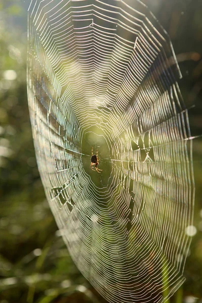 Cobweb Păianjen Cruce Iarbă Îndoită Pădure Araneus Diadematus Păianjen Pânză — Fotografie, imagine de stoc