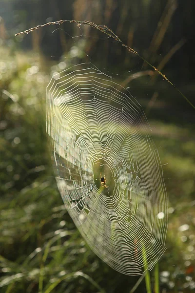 Cobweb Păianjen Cruce Iarbă Îndoită Pădure Araneus Diadematus Păianjen Pânză — Fotografie, imagine de stoc