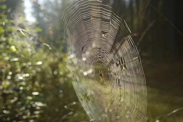 Cobweb Păianjen Cruce Iarbă Îndoită Pădure Araneus Diadematus Păianjen Pânză — Fotografie, imagine de stoc