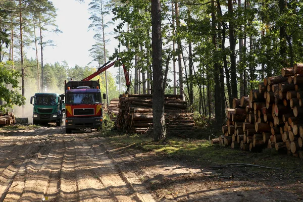 Cosecha Madera Transporte Bosque Transporte Madera Forestal Industria Forestal —  Fotos de Stock