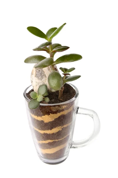 Jade plant growing in glass cup isolated on white background. Succulent houseplant, crassula ovata, commonly known as jade plant, friendship tree, lucky plant, money tree in transparent pot.