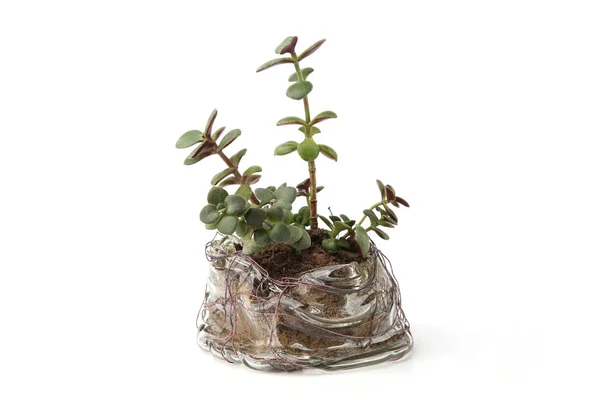 Jade plant succulent seedlings in glass pot. Succulent houseplant, crassula ovata, commonly known as jade plant, friendship tree, lucky plant, money tree cuttings in transparent pot.