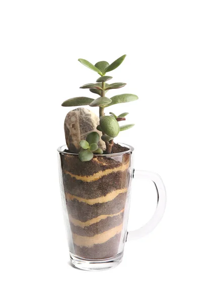 Jade Plante Poussant Dans Une Tasse Verre Isolé Sur Fond — Photo