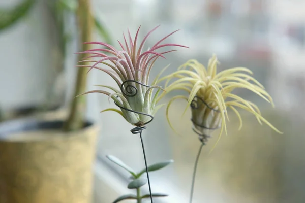 Planta Aire Tillandsia Ionantha Planta Interior Suculenta Sin Maceta Alféizar —  Fotos de Stock