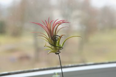 Bitki, Tillandsia ionantha, houseplant etli ot yok hava. Tillandsias yok toprak, sadece bol su, güneş ışığı ve hava akımı gerektirir düşük bakım bitkiler vardır.