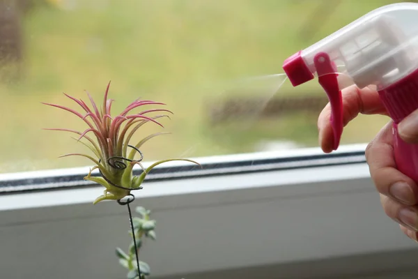 Vzduchu Rostlin Tillandsia Ionantha Sukulentní Pokojová Rostlina Žádný Hrnec Okenní — Stock fotografie