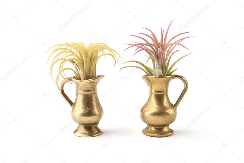 Air plant, Tillandsia ionantha, houseplant succulent in small jug isolated on white background. Tillandsias are low-maintenance plants that require no soil, just plenty of water, sunlight, and airflow.