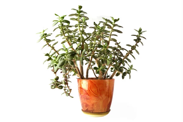 Jade Plant Isolated White Background Succulent Houseplant Crassula Ovata Commonly — Stock Photo, Image