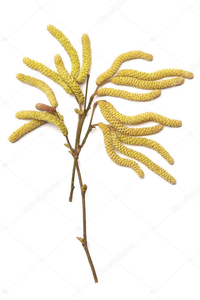 Male catkins on common hazel branches isolated on white background. Hazel plant blossom in early spring.
