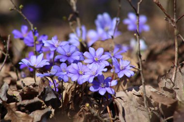 Hepatica small wild flower in forest. Liverwort blooming in early spring. clipart