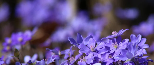 Hepatica Kleine Wild Flower Bos Levermos Bloeien Vroege Lente Achtergrond — Stockfoto
