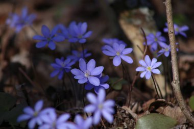 Ormandaki mantarı küçük kır çiçeği. Erken ilkbaharda çiçek açan yosunları.