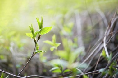 Taze genç Bahar Orman Thicket yaprakları. Bahar arka planda uyanış orman bitki örtüsü.