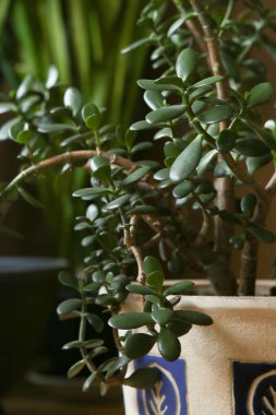 Houseplant sulu Yeşim bitki closeup. Crassula ovata, yaygın yeşim bitki, şanslı bitki, para bitki veya para ağacı olarak bilinen.