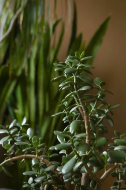 Houseplant sulu Yeşim bitki closeup. Crassula ovata, yaygın yeşim bitki, şanslı bitki, para bitki veya para ağacı olarak bilinen.