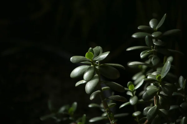 Plante Intérieur Plante Succulente Jade Gros Plan Sur Fond Sombre — Photo