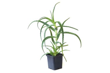 Beyaz arka plan üzerinde izole potaloe bitki. Aloe Vera bitkisel ilaç için kullanılan.