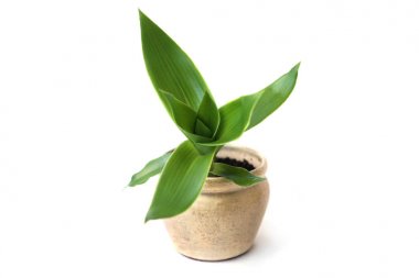 Genç Sepet Bitki Fidesi, Callisia fragrans beyaz arka plan üzerinde izole. Callisia fragrans, genellikle sepet bitki, zincir bitki veya inç bitki olarak bilinen.