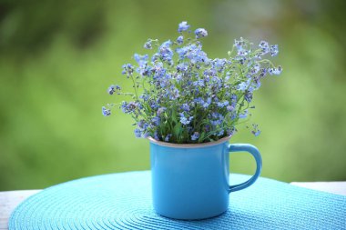 Bardakta yabani mavi çiçekler. Myosotis 'e 