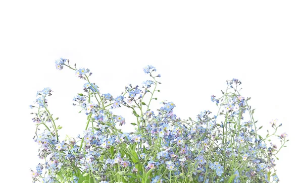 Flores Azules Silvestres Aisladas Sobre Fondo Blanco Miosotis Llama Olvidarme — Foto de Stock
