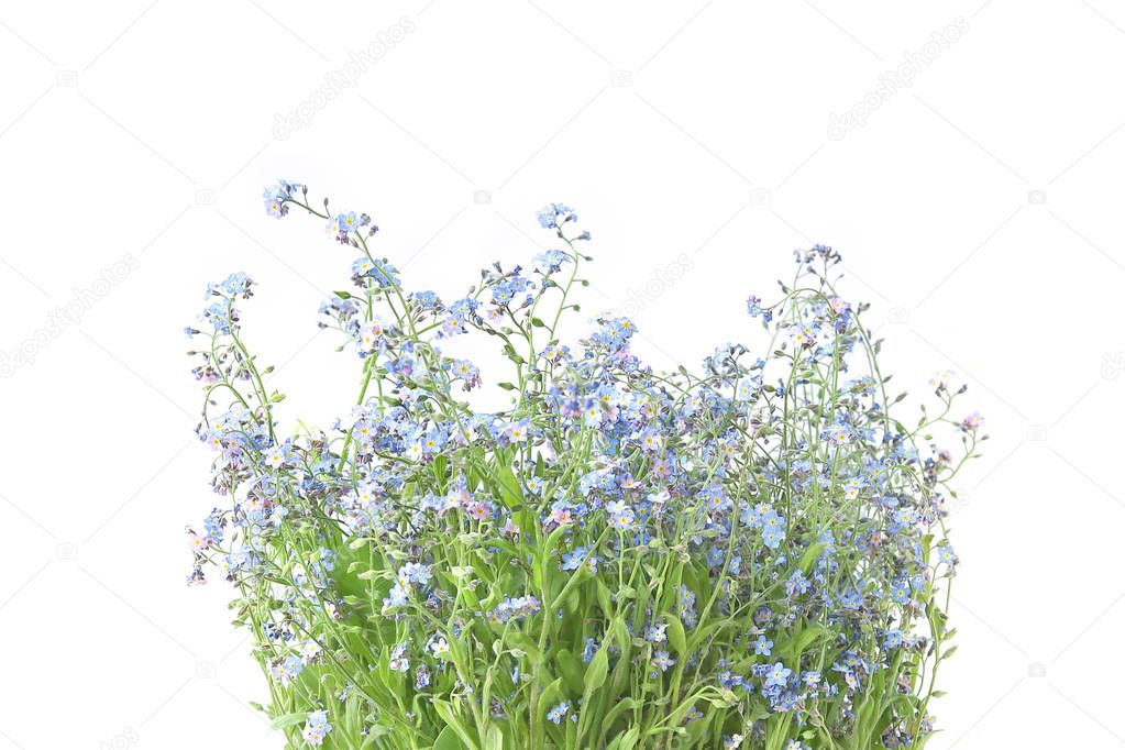 Wild blue flowers isolated on white background.  Myosotis are called forget-me-not or scorpion grasses.
