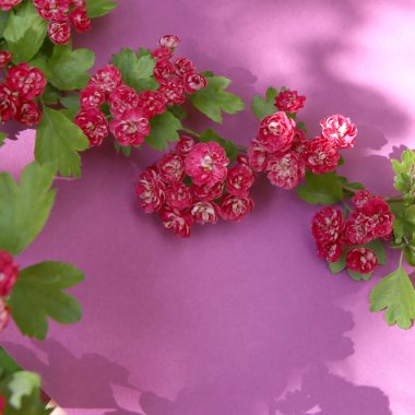 Pembe kağıt arka plan üzerinde blooming pembe alıç dalı. Çiçekli pembe alıç dalı.