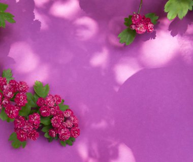 Pembe kağıt arka plan üzerinde blooming pembe alıç dalı. Çiçekli pembe alıç dalı.