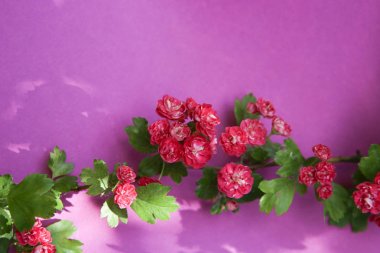 Pembe kağıt arka plan üzerinde blooming pembe alıç dalı. Çiçekli pembe alıç dalı.