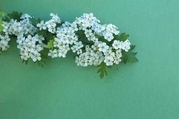 Bloeiende Hawthorn Tak Groen Papier Achtergrond Gemeenschappelijke Meidoorn Crataegus Tak — Stockfoto