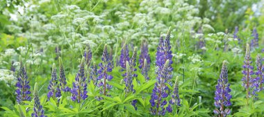 Çayırda çiçekli mavi lupines. Çiçek açan yabani çiçekler lupine.