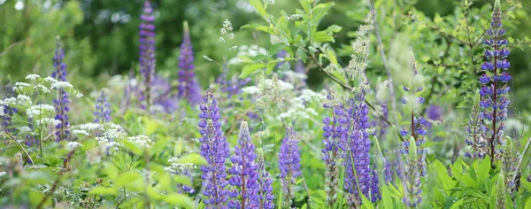 Modré Lupiny Kvetoucí Louce Kvetoucí Divoké Rostliny Lupine — Stock fotografie