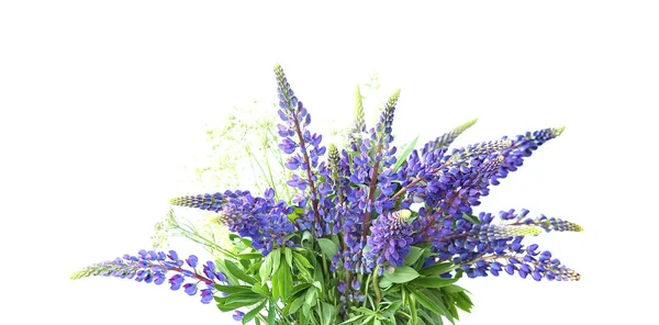 Blue Lupines Bouquet Isolated White Background Meadow Natural Wildflowers Bouquet Stock Image